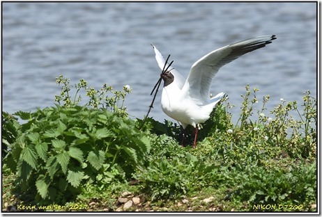 Slimbridge WWT - May