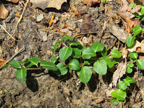 partridgeberry