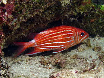 Ikan Nokturnal Squirrelfish