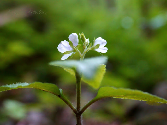 Veronica miqueliana