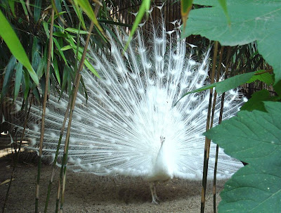 White Dancing Peacock Allfreshwallpaper