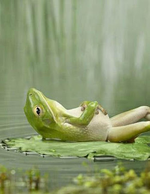 frog dream