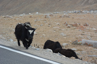 Yak