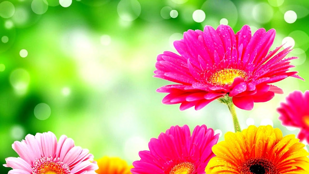 Petal - Bright Colorful Flowers