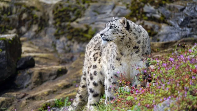 Wallpaper Nature Snow Leopard