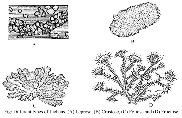 Types of lichen