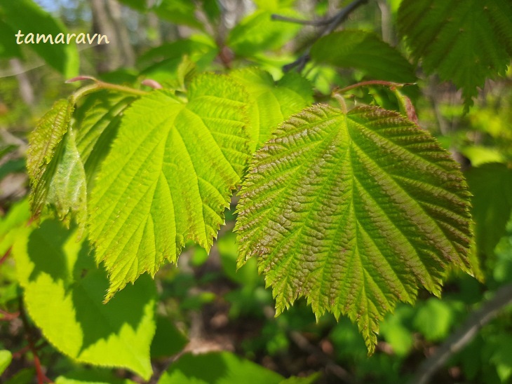 Лещина разнолистная / Орешник разнолистный (Corylus heterophylla)