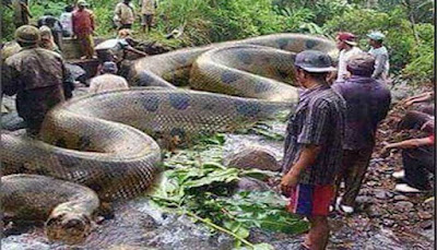 Anaconda Hijau