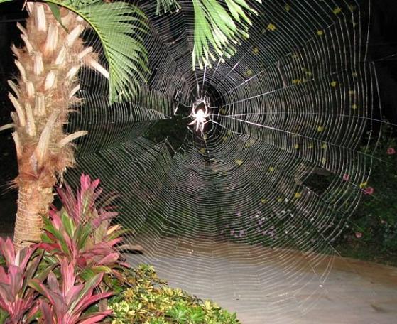 aranha brilhante radioativa