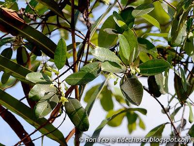 Sea Rubber Vine (Gymnanthera oblonga)