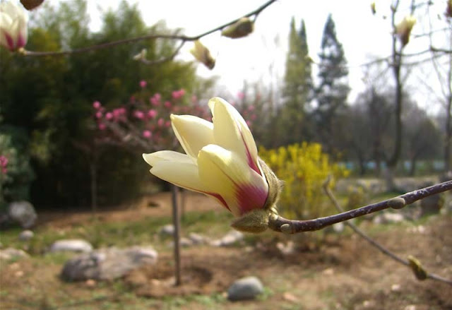 Magnolia Flower Pictures