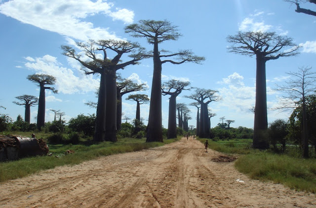 Avenue of the Baobabs 