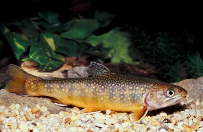 Illinois Fall Trout Fishing Season Begins on Oct. 15