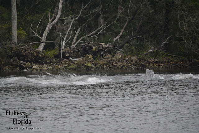 dolphin in homosassa river and tiger tail bay