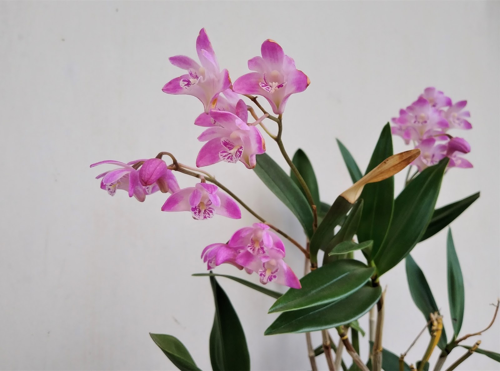 デンドロビウム キンギアナムが開花 すみっこ園芸 デンドロビウム キンギアナムが開花 すみっこ園芸