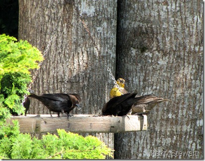 Yellow Headed Blackbird