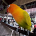 Memilih Jenis Lovebird Untuk Lomba