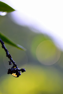 mango tree stem with water drop and bokeh