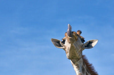 image: https://pixabay.com/photos/giraffe-tongue-animal-safari-funny-4177095/
