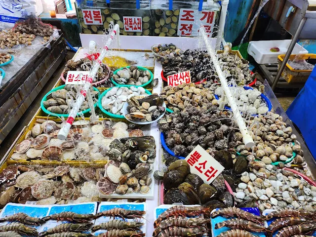 좌판에-전시된-다양한-조개들