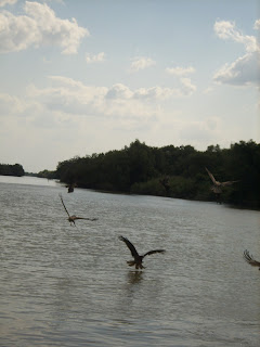 Kites on the Adelaide River - Own Image