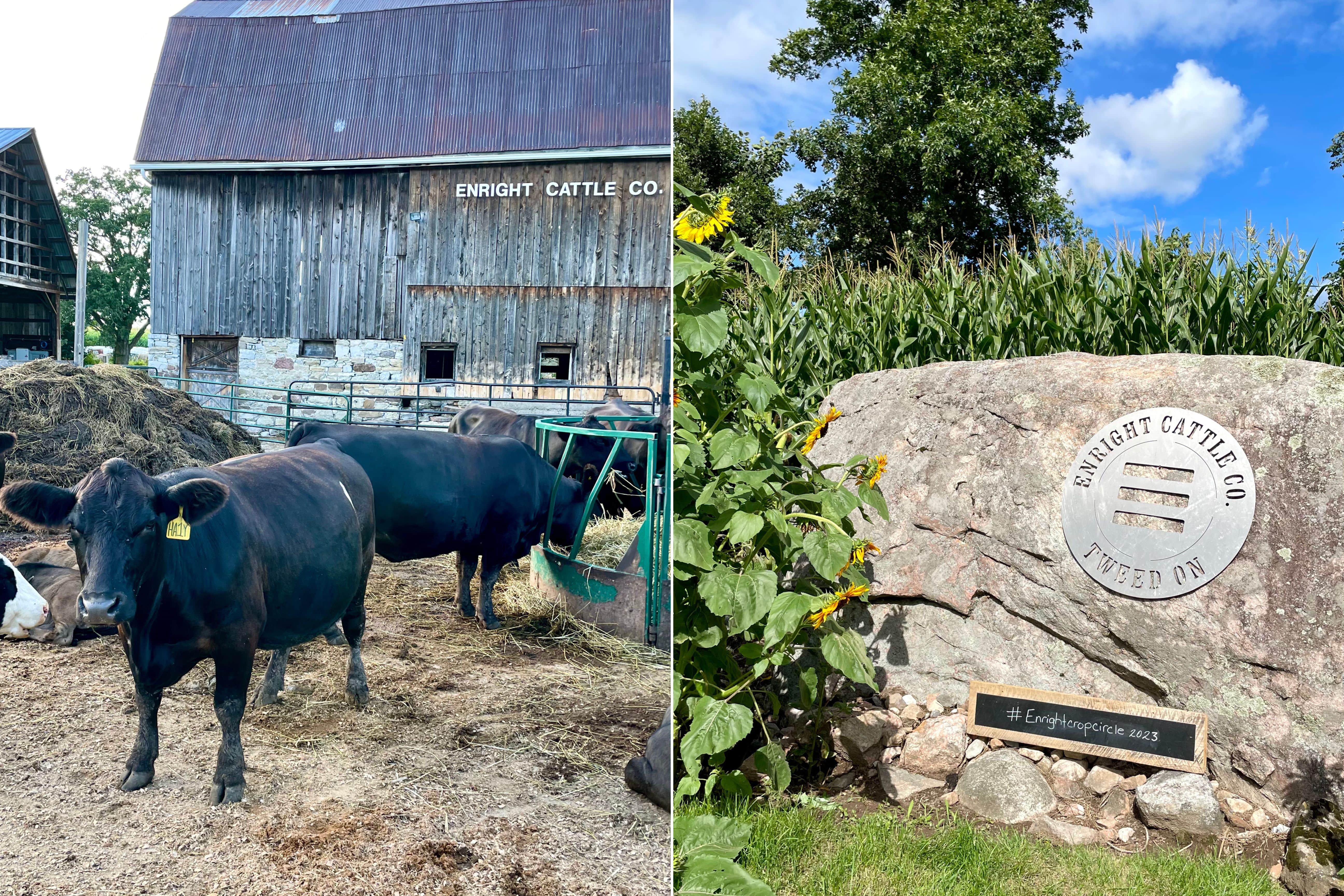 Two side by side images of black coloured cattle with barn in the background and rock facade with Enright Cattle Company branding.