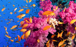 Coral reef fish 10