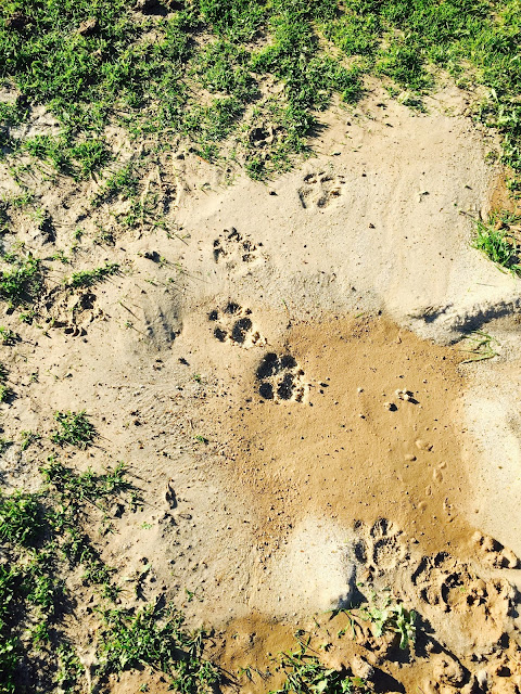 Paw print in sand, ground squirrel hole eradication