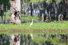 Bayou & cypress tours 041