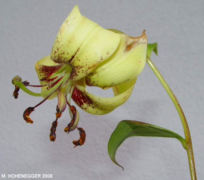 Лилия Пуалана / Лилия Пуалена (Lilium poilanei)