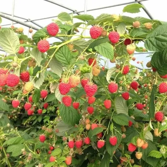 Dicas e cuidados sobre a Framboesa ou Rubus idaeus