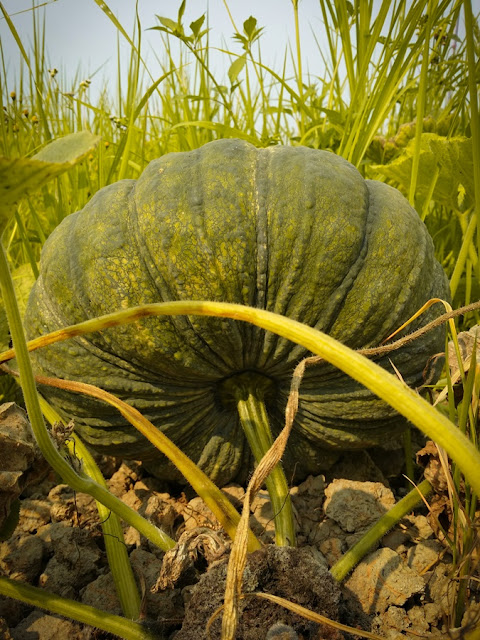 pumpkin field