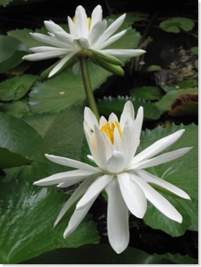 Lotus1