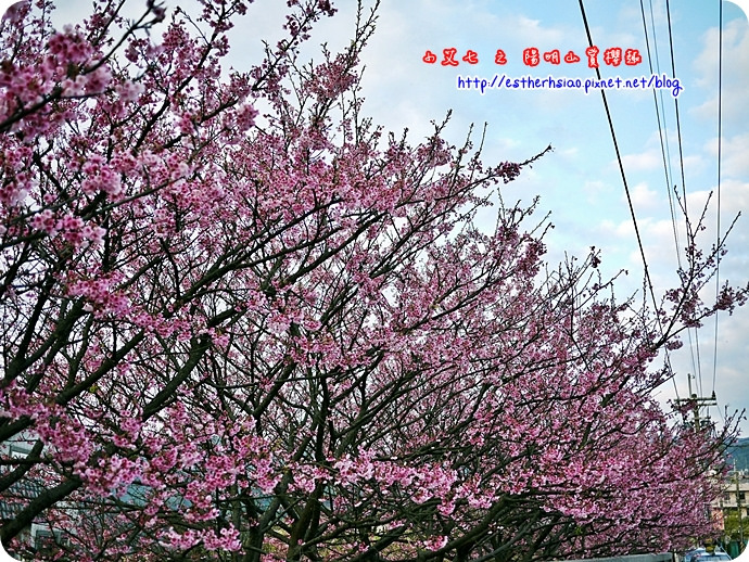 85 平菁街42巷櫻花樹