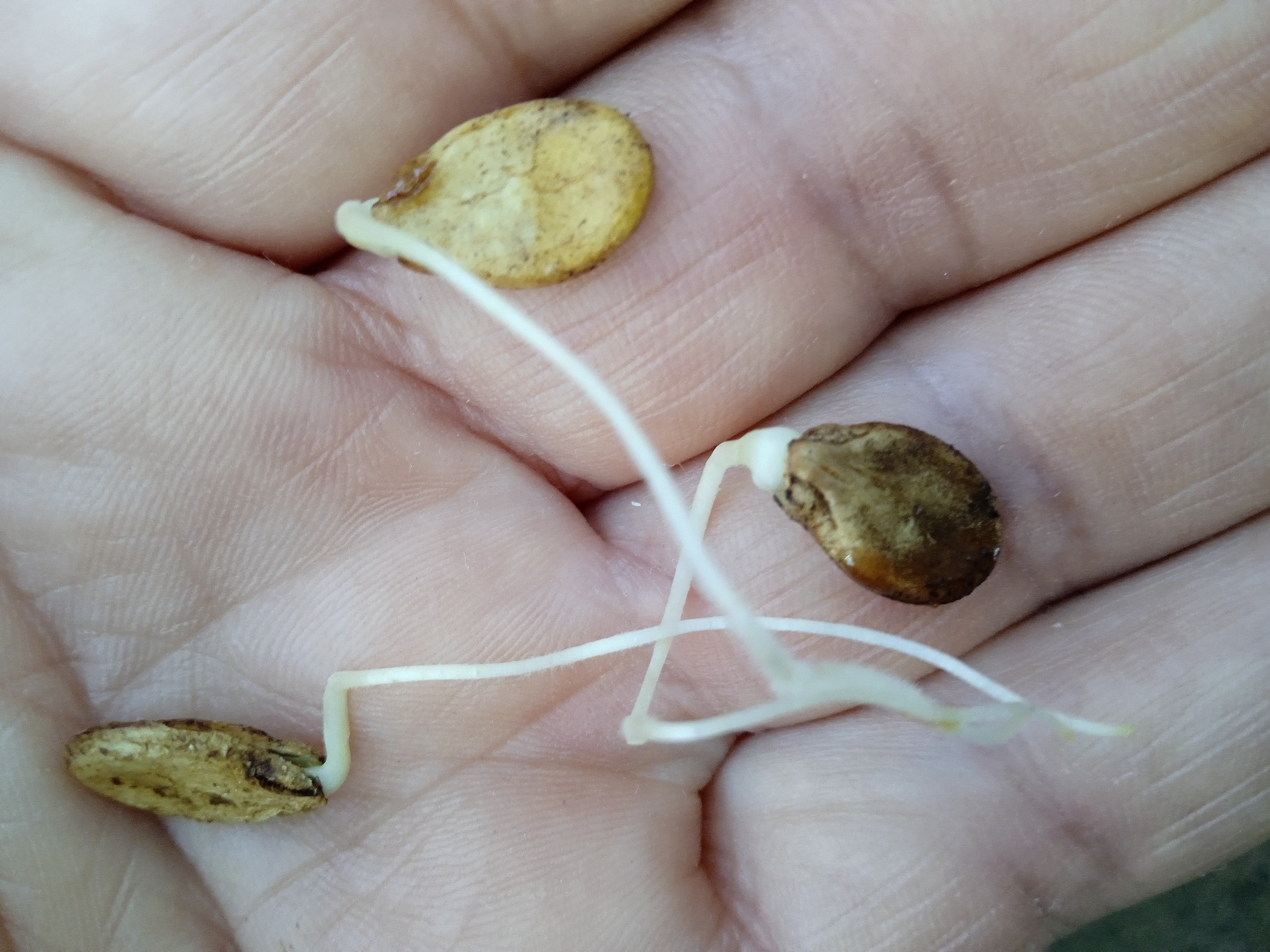 To pre-sprout watermelon seeds, start by laying the seeds on a damp paper towel. Gently roll up the towel with the seeds inside and place it in a plastic bag, ensuring the bag is sealed. Keep the bag in a warm place until the seeds germinate.