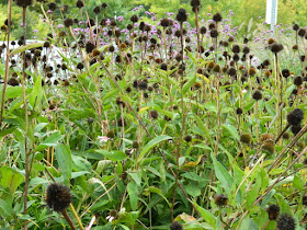 Purple Coneflower (Echinacea purpurea) seedheads at the Toronto Botanical Garden's Entry Garden Walk by garden muses--not another Toronto gardening blog