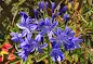 Agapanthus Northern Star - Northern Star Lily of the Nile care