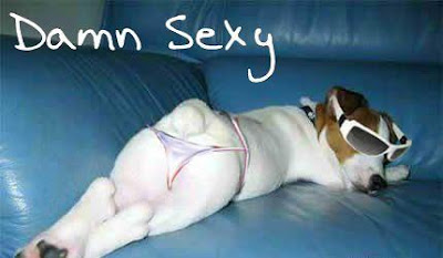 Sexy Dog