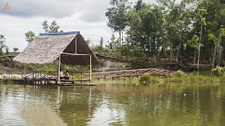 Danau belibis tayan kalimantan barat