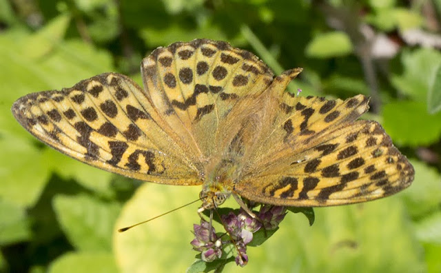 Silver-washed Fritillary, Argynnis paphia.   Female.  Shoreham, 3 August 2013.