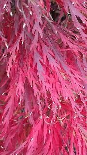 Japanese Maple