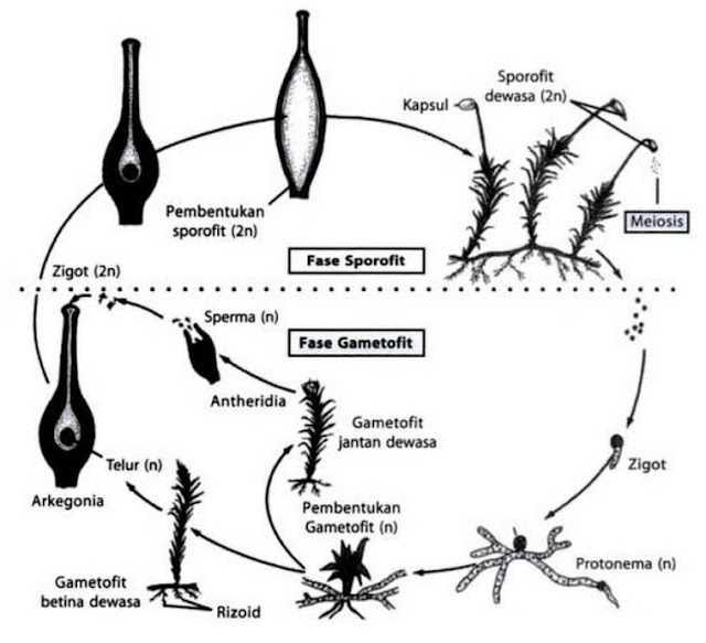  Seperti apa siklus atau daur hidup yang terjadi pada tumbuhan lumut Siklus Daur Hidup Tumbuhan Lumut (Bryophyta)