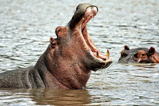 https://pixabay.com/en/hippo-animals-africa-mammals-3644217/