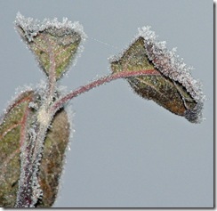 frost