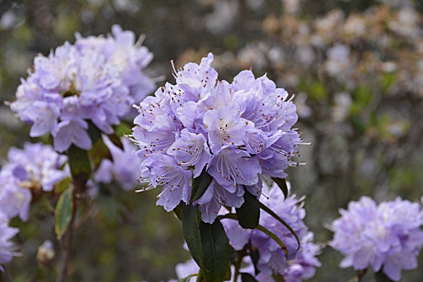 Botanisk hage Oslo