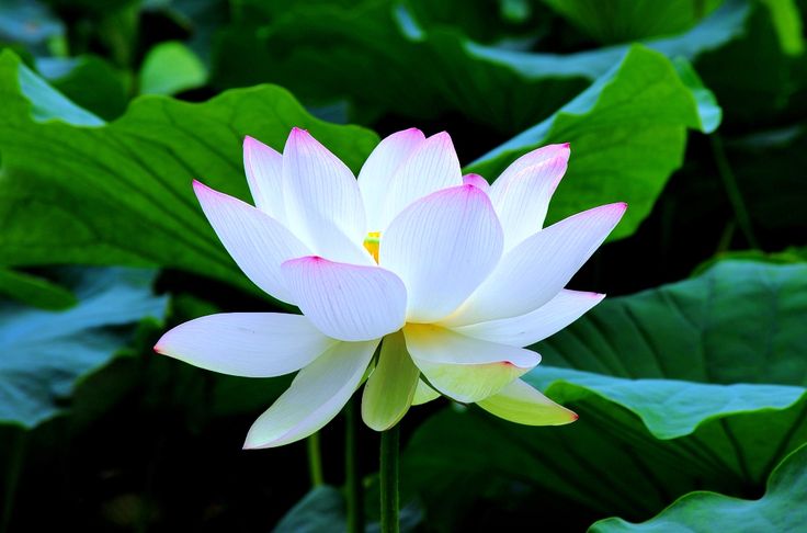 Gambar Bunga Lotus