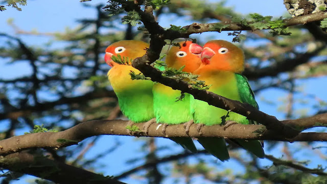 Lovebirds