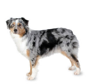 Australian Shepherd