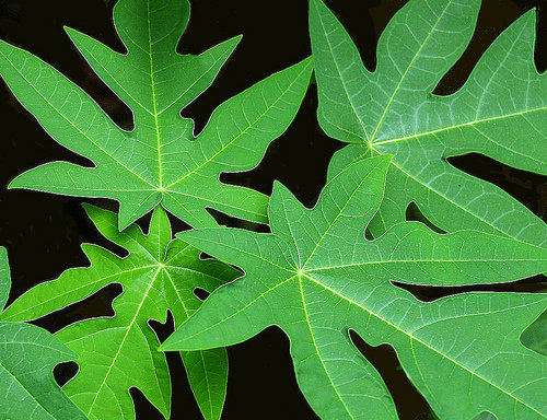 Benefits of Papaya Leaf  Home Made Beauty Tips