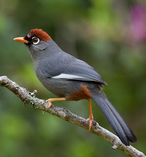 Tips Menjinakan Burung Poksay Giras - Cara Merawat Burung Berkicau